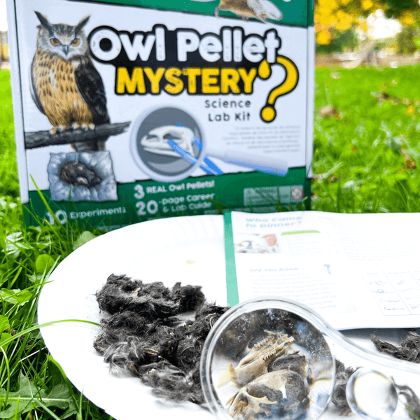 Owl Pellet Dissection in Woodlands Unit Study for Elementary Homeschool